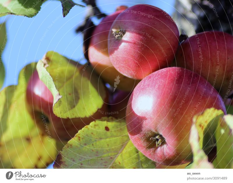 Ripe apples Food Fruit Apple Nutrition Organic produce Vegetarian diet Healthy Eating Life Senses Garden Oktoberfest Thanksgiving Environment Nature Plant