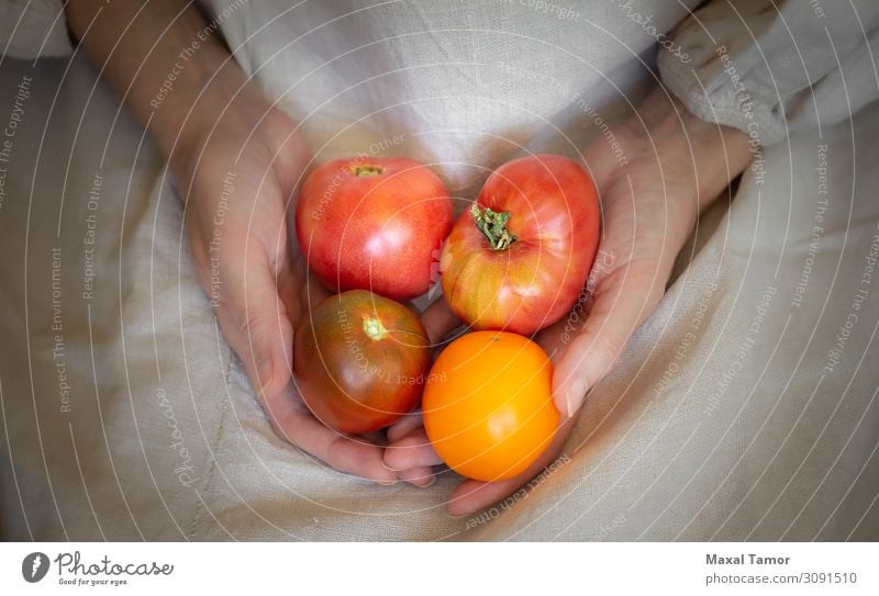 A country woman is holding four red and juicy tomatoes Vegetable Fruit Nutrition Vegetarian diet Diet Summer Garden Kitchen Gardening Woman Adults Hand Culture