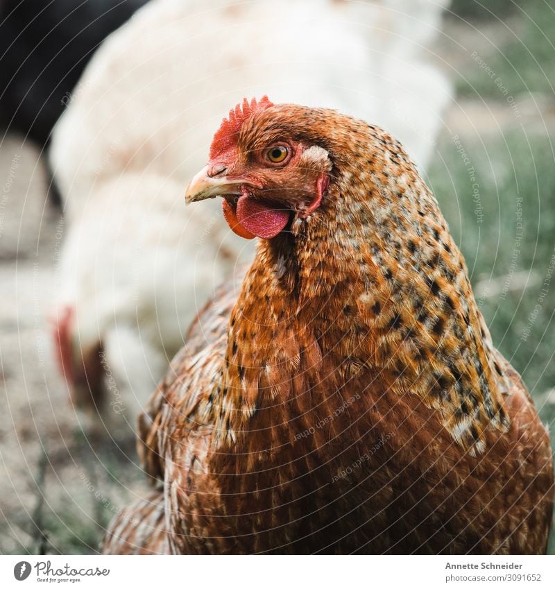 chicken Animal Pet Farm animal Barn fowl Brown Red Colour photo Forward