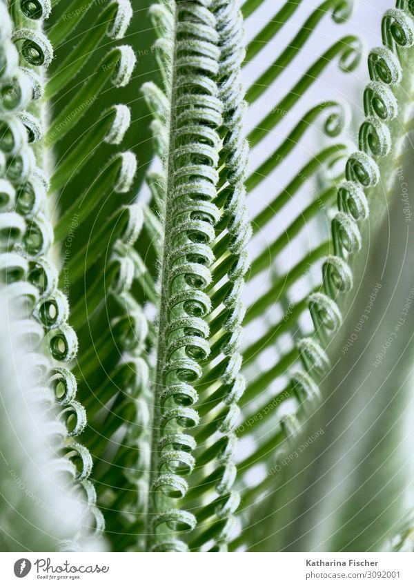 Palm leaves offspring Nature Spring Summer Autumn Winter Climate change Plant Tree Leaf Exotic Growth Green White Palm tree Palm frond Colour photo