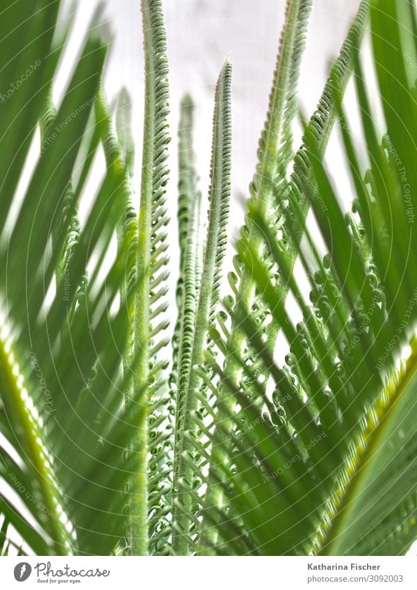 Palm Palm leaf Growth Nature Animal Spring Summer Autumn Winter Plant Tree Leaf Exotic Green White Palm tree Palm frond Leaf canopy Climate Colour photo