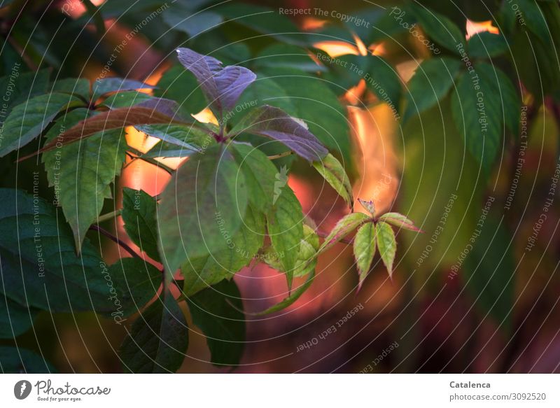 Discoloration in autumn of the leaves of wild vine Nature Plant Autumn Beautiful weather Leaf Wild plant Tendril Virginia Creeper Autumn leaves Garden Park