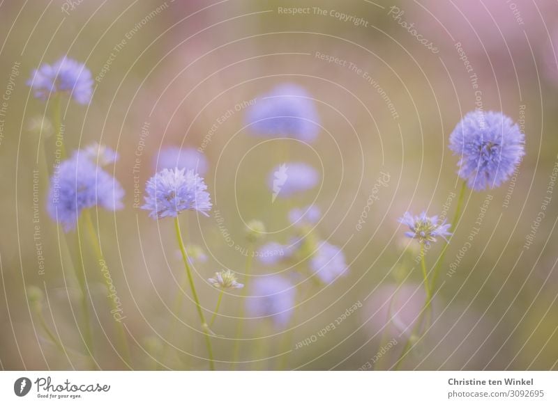 Delicate blue flowers against green and violet blurred background Environment Nature Plant Summer Flower Blossom Esthetic Bright pretty Small Near naturally