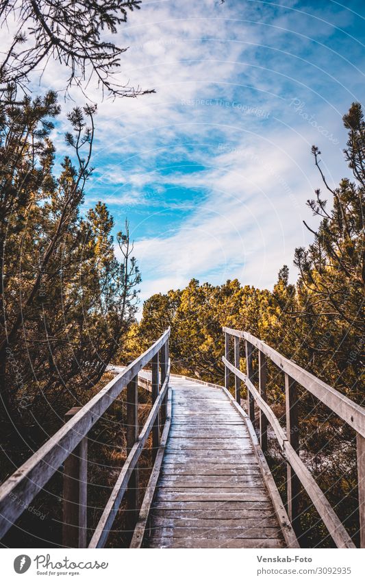 footpath Nature Landscape Animal Sky Clouds Autumn Tree Wild plant Forest Bog Marsh Deserted Bridge Lanes & trails Wood Observe Hiking Happy Contentment