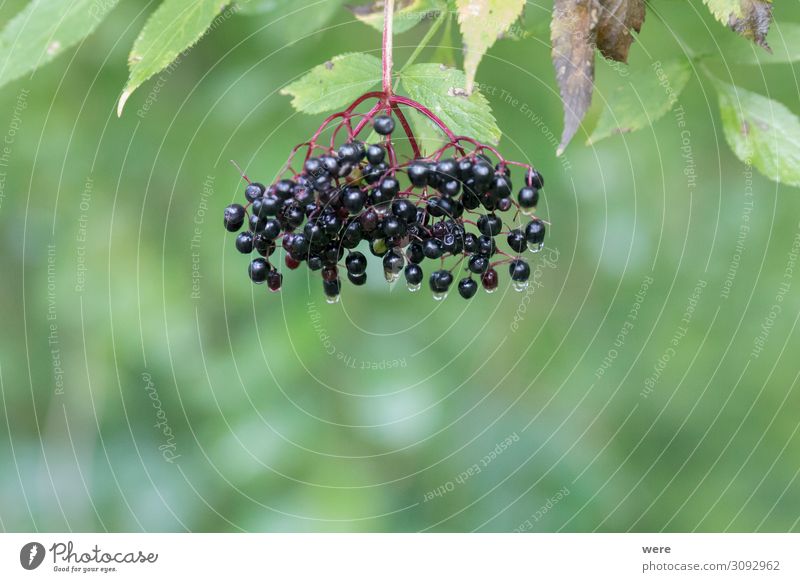 Bucket of ripe elderberries after a rain on the bush Food Nutrition Organic produce Vegetarian diet Nature To enjoy Exotic Healthy Positive branches bucket