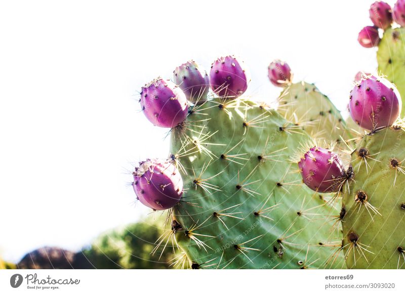 Prickly pear cactus with fruit isolated on white background Prickle Cactus Fruit Plant Red Purple Green Blossom Flower Botany Close-up Exotic Tropical Vegetable