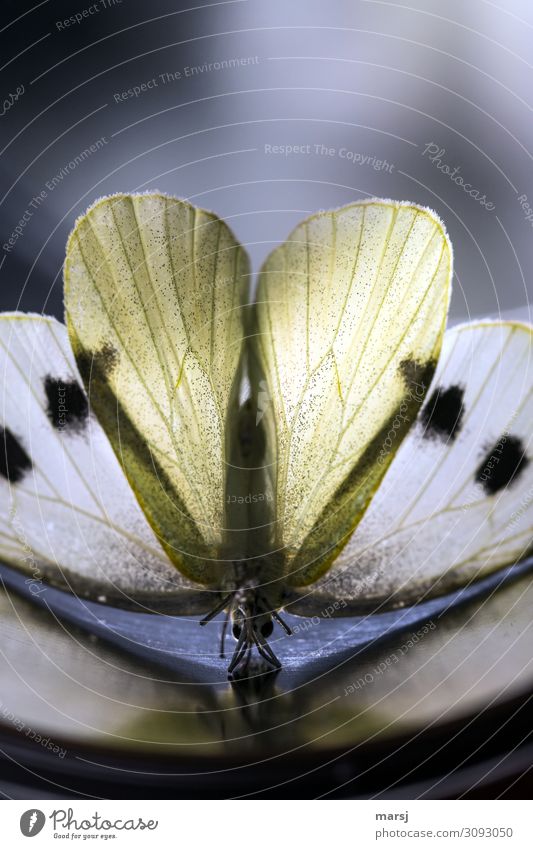 Butterfly yoga with heart Animal Wing 1 Heart Athletic Exceptional Dark Authentic Creepy Brown Sadness Bizarre Symmetry Go crazy Death Spotted cabbage white