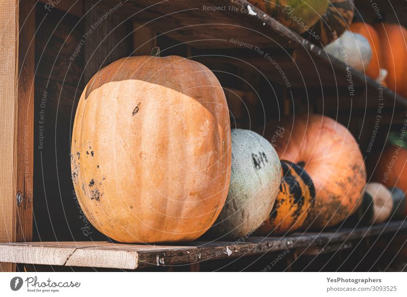 Harvested pumpkins on wooden shelves. Pumpkin assortment at farm Vegetable Nutrition Vegetarian diet Healthy Eating Thanksgiving Hallowe'en Gardening Autumn