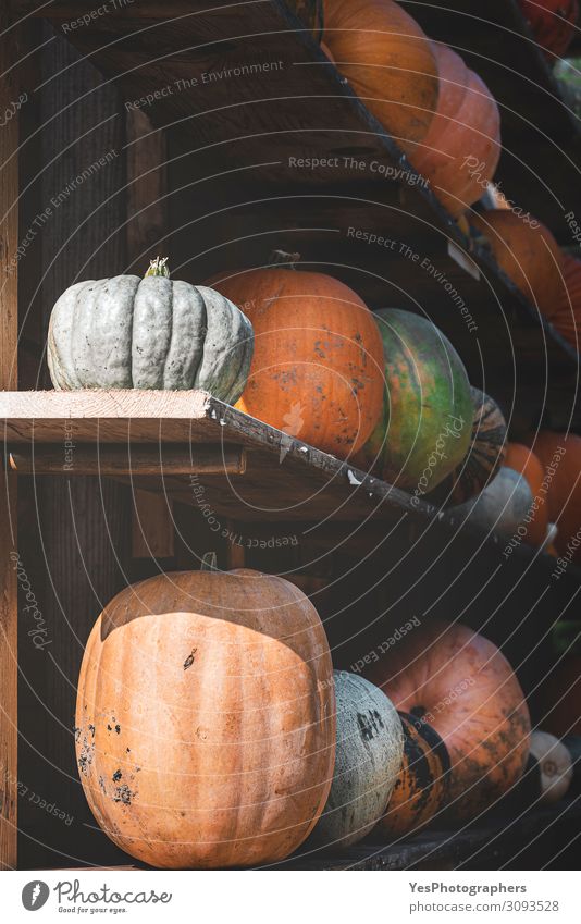 Pumpkins harvest on wooden shelves. Collection of pumpkins Vegetable Nutrition Vegetarian diet Healthy Eating Decoration Gardening Autumn Green Tradition