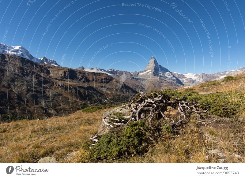 Zermatt - Matterhorn Hiking Nature Landscape Autumn Bushes Alps Mountain Relaxation Happy Colour photo Exterior shot Day