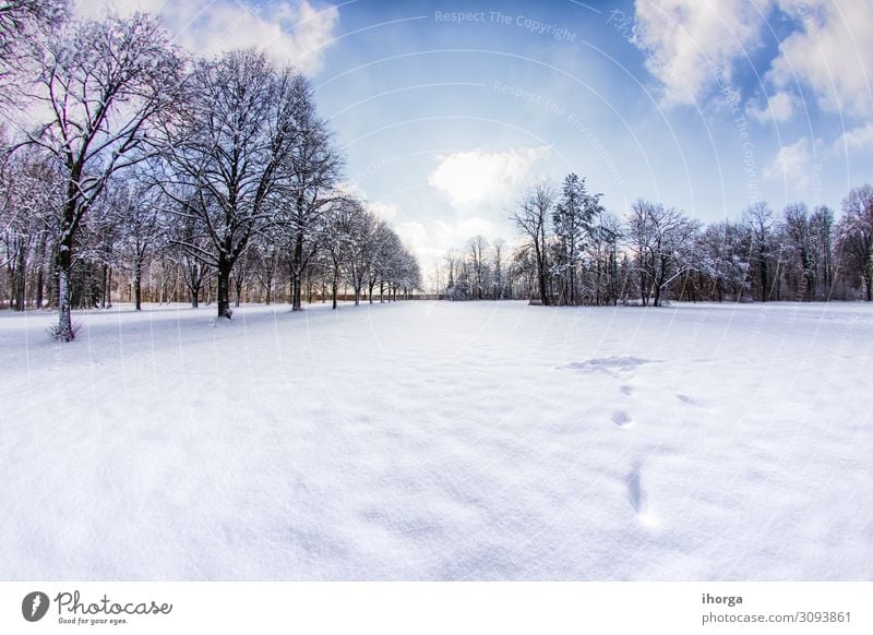 Snowy path into several trees in a forest Beautiful Vacation & Travel Winter Environment Nature Landscape Sky Clouds Tree Park Forest Street Lanes & trails