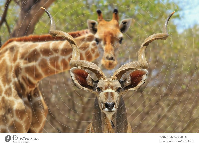 Kudu Bull and Giraffe - Photobombing Nature Vacation & Travel Tourism Adventure Freedom Sightseeing Safari Expedition Summer vacation Sun Environment Animal