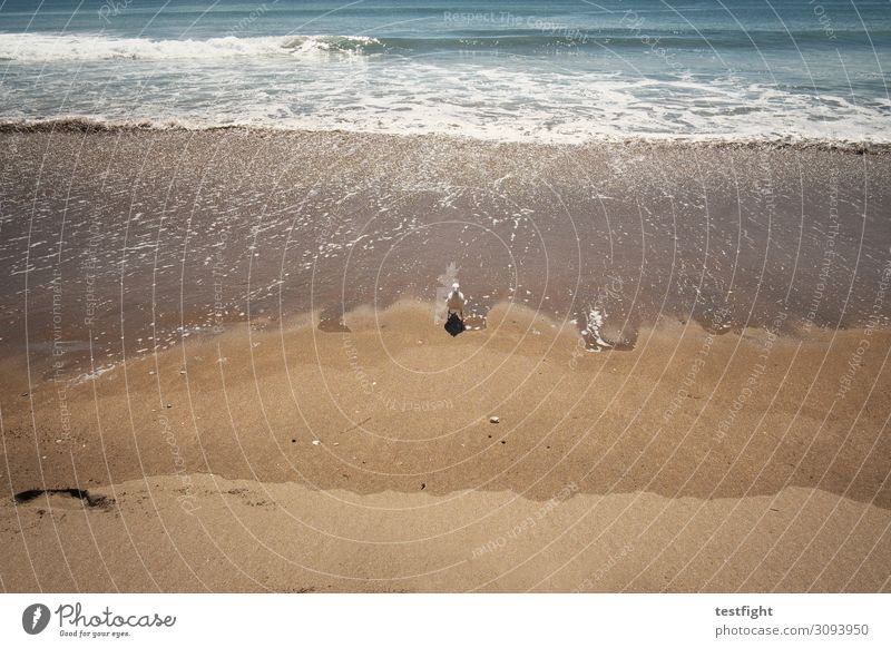 hi, how are you? Beach Seagull Envisage Ocean Water Sand Sunlight Animal Nature Environment