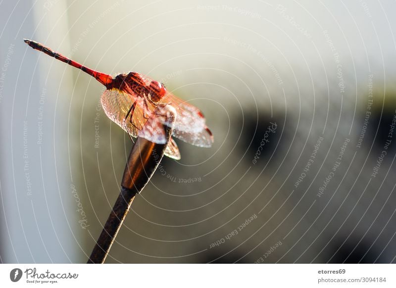 Macro dragonfly animal. Copy space. Dragonfly Animal Insect Macro (Extreme close-up) Red Colour Neutral Background Summer wing Close-up fauna