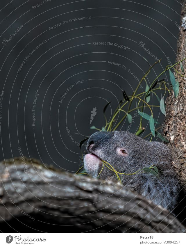 koala bear Animal Wild animal Zoo 1 Relaxation To feed To enjoy Friendliness Uniqueness Natural Cute Blue Gray Green Contentment Joie de vivre (Vitality) Serene