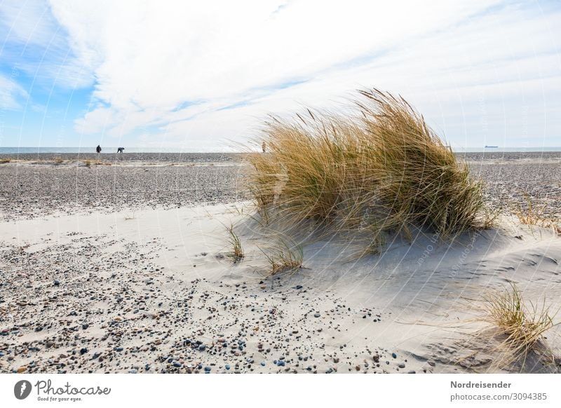 Lost in the distance. Vacation & Travel Trip Far-off places Freedom Summer vacation Beach Ocean Hiking Human being Elements Sand Air Water Horizon