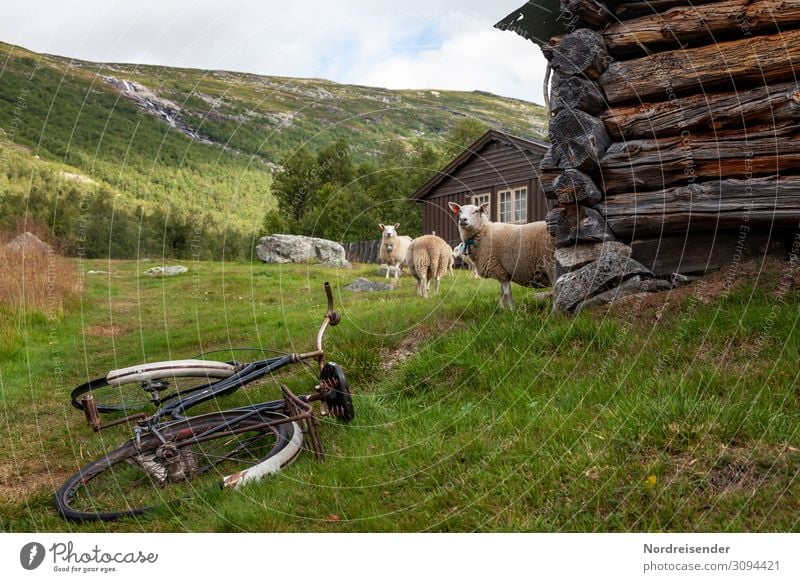 Rural idyll Vacation & Travel Tourism Freedom Cycling tour Hiking Agriculture Forestry Nature Landscape Grass Meadow Mountain Village Deserted