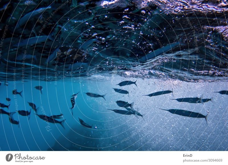 Bright Blue Underwater Needlefish in Tropical Sea Life Vacation & Travel Ocean Dive School Nature Animal Virgin forest Discover Exceptional Cool (slang) Fresh