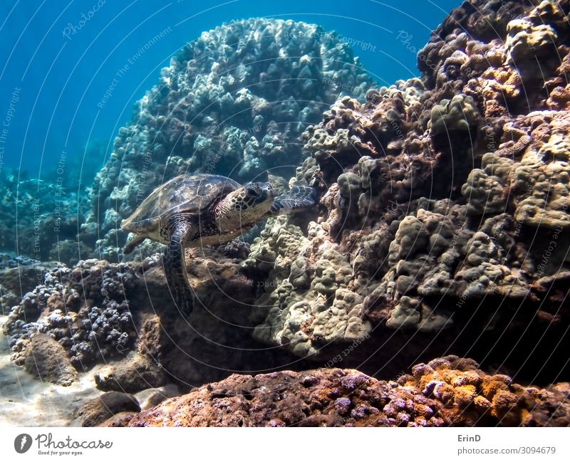 Green Sea Turtle Swims Along Coral in Hawaii Seascape Joy Life Vacation & Travel Adventure Ocean Dive Nature Landscape Virgin forest Discover Exceptional