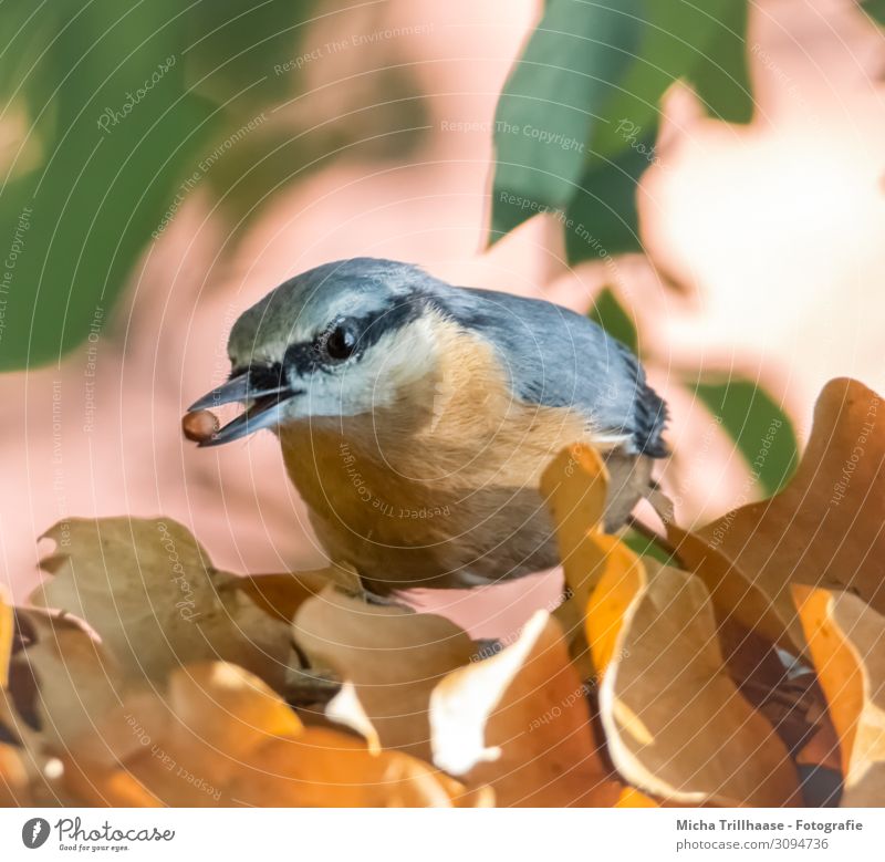 Nuthatch with a grain in its beak Nature Animal Sun Sunlight Beautiful weather Plant Tree Leaf Wild animal Bird Animal face Wing Eurasian nuthatch Beak Eyes