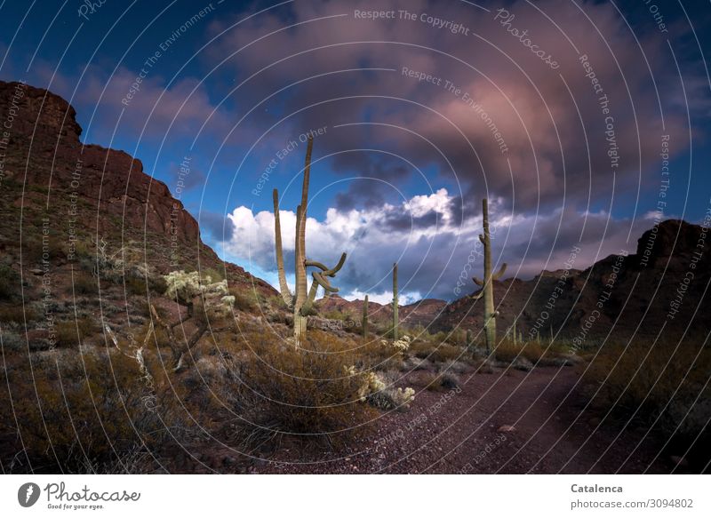 The first stars appear in the sky above the desert Environment Nature Plant Earth Sand Sky Clouds Night sky Stars Winter Beautiful weather Bushes Cactus