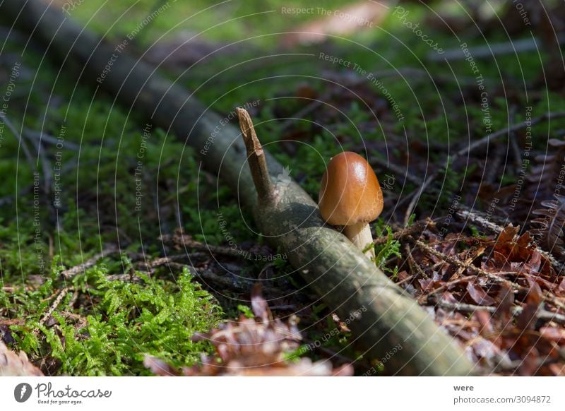 Mushrooms at their natural location in the forest Nature Small Brown Capreolus capreolus Eating out of the forest mushrooms copy space dangerous delicacy eating