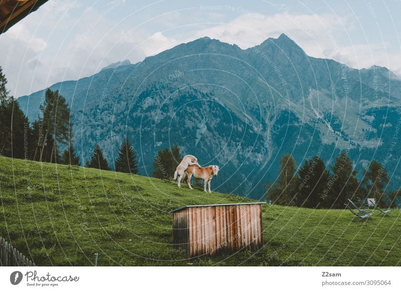 child's heads Hiking Nature Landscape Sky Clouds Summer Meadow Alps Mountain Hut Horse 2 Animal Rutting season Movement Playing Jump Esthetic Elegant Brash Free