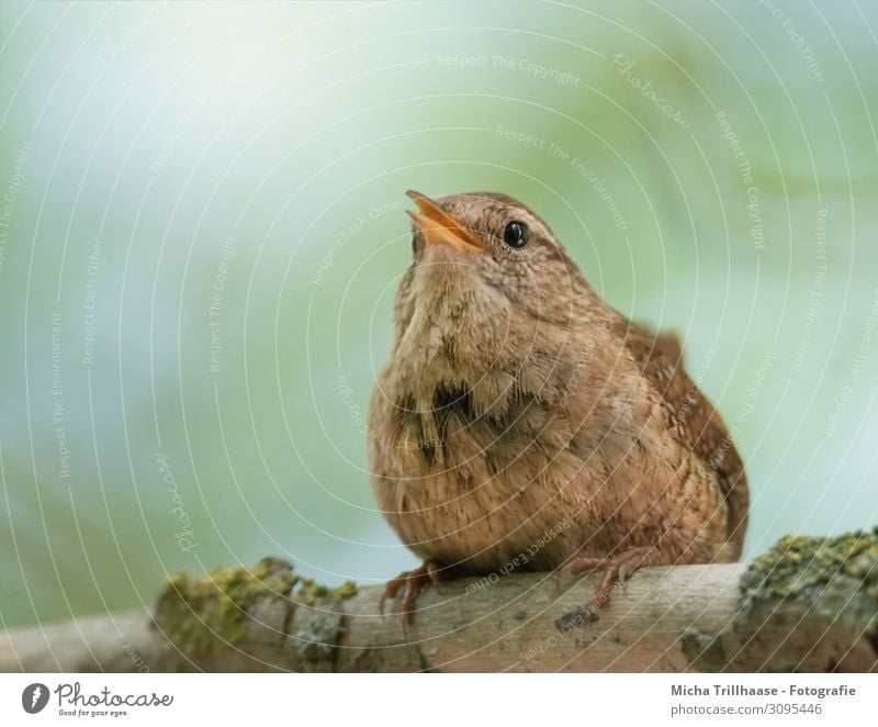 Wren on a branch Nature Animal Sky Sun Sunlight Beautiful weather Tree Branch Wild animal Bird Animal face Wing Claw wren Beak Head Eyes Feather Plumed 1