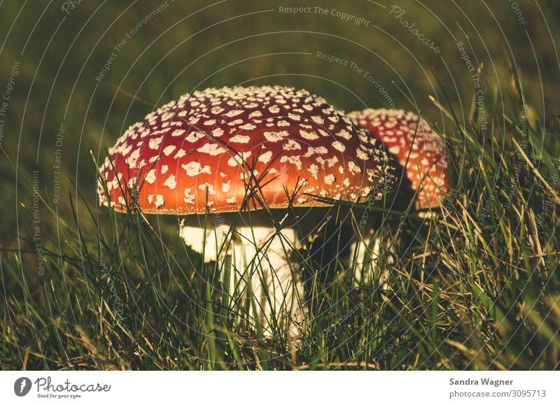 fly agaric Environment Nature Plant Autumn Beautiful weather Mushroom Amanita mushroom Meadow Field Dream Growth Natural Green Red Judicious Fear Arrogant