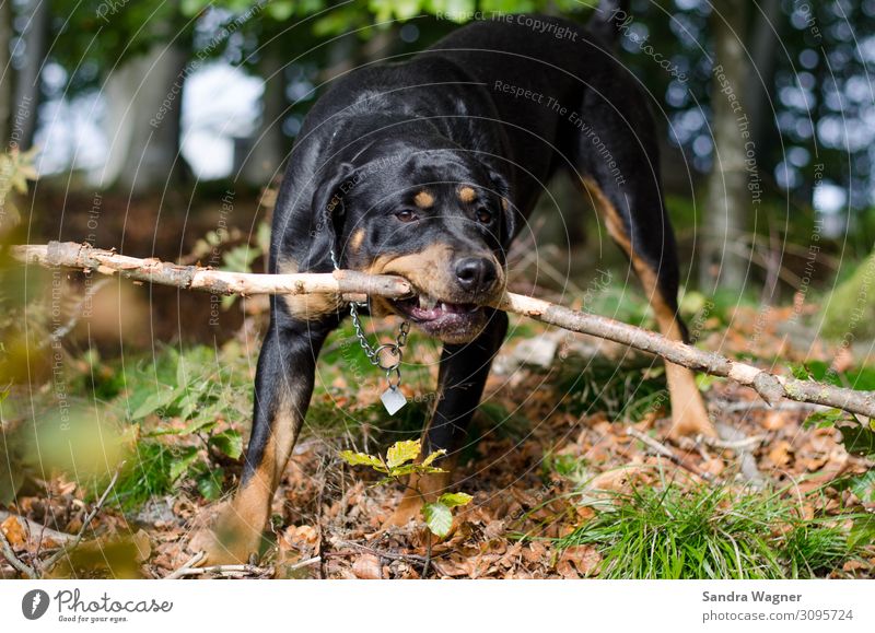 Autumnal dog pleasures Animal Pet Dog Rottweiler 1 Playing Brash Friendliness Happiness Happy Beautiful Curiosity Strong Crazy Wild Brown Green Black Joy