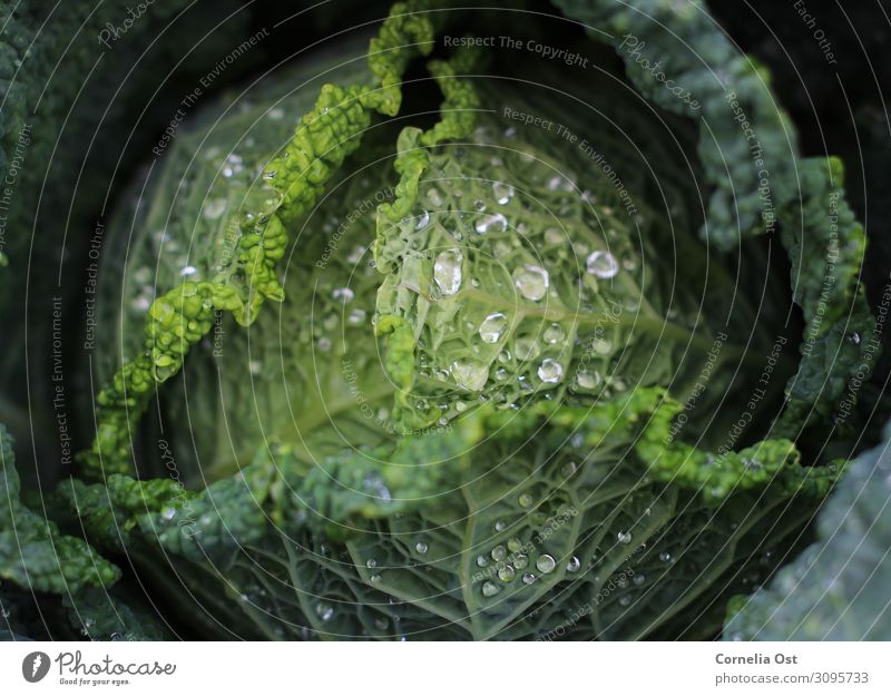 cabbage harvest Food Vegetable Nutrition Eating Lunch Organic produce Vegetarian diet Nature Drops of water Autumn Plant Field Growth Fresh Healthy Green