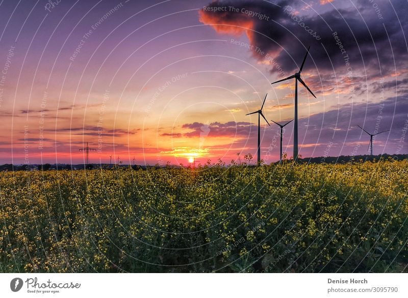 Sunset over the rape field Sunrise Agricultural crop To enjoy Looking Fragrance Infinity Emotions Moody Dream Uniqueness Colour Freedom Nature Clouds Pinwheel