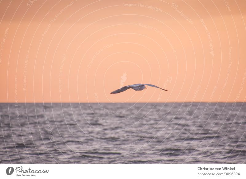 Gull flies over the sea at dusk Environment Nature Air Water Sky Horizon Sunrise Sunset Waves North Sea Wild animal birds Grand piano Seagull 1 Animal Flying