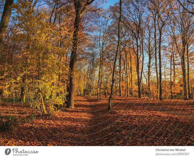 Sunny autumn forest Nature Landscape Earth Sunlight Autumn Beautiful weather Plant Tree Forest Friendliness Natural Blue Brown Multicoloured Yellow Orange