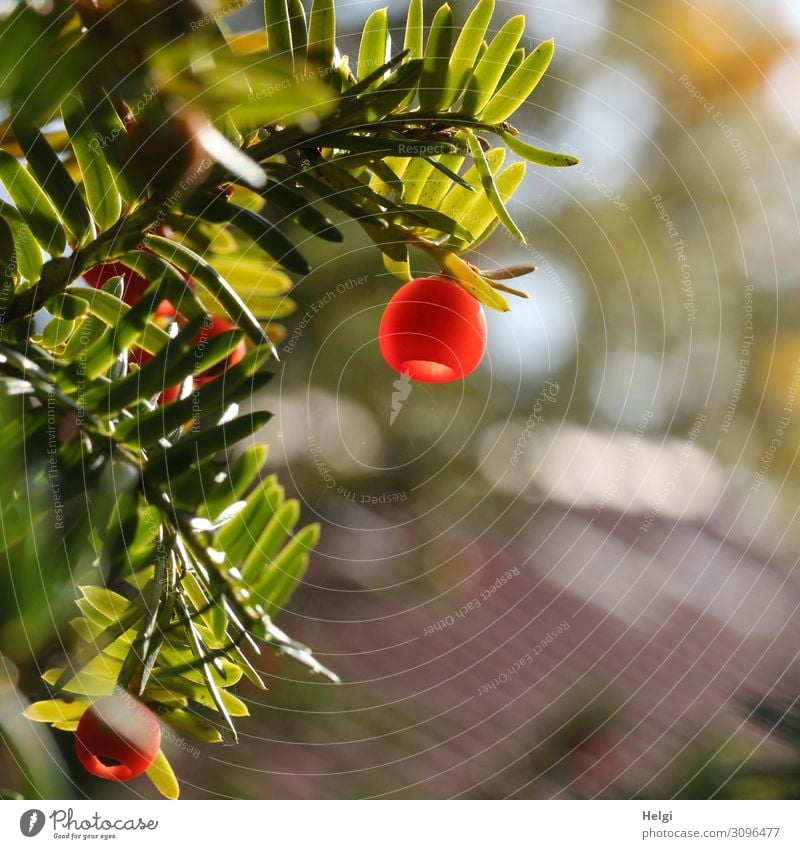 Branch of a yew with red fruiting body in backlight with Bokeh Environment Nature Plant Autumn Beautiful weather Bushes Foliage plant Seed Park Illuminate