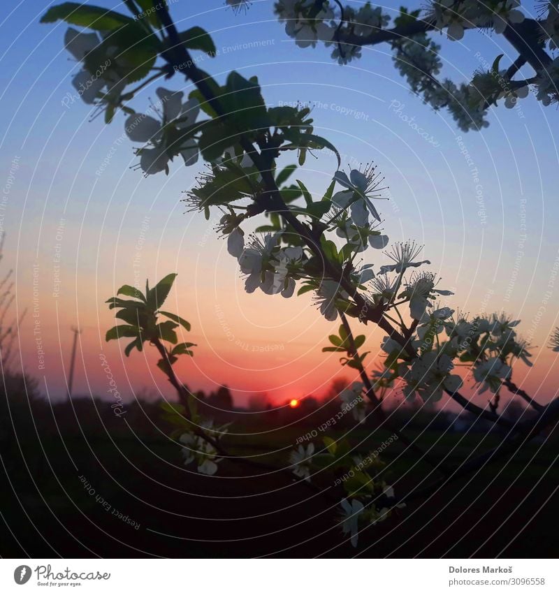 Backlit cherry flowers Environment Nature Landscape Plant Elements Earth Sky Sun Sunrise Sunset Sunlight Summer Tree Flower Leaf Blossom Wild plant Garden