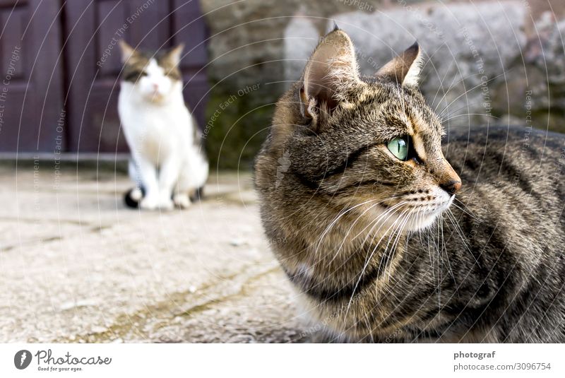 Istanbul cats Animal Pet Wild animal Cat Feeding Crouch Hunting Fight Colour photo Morning