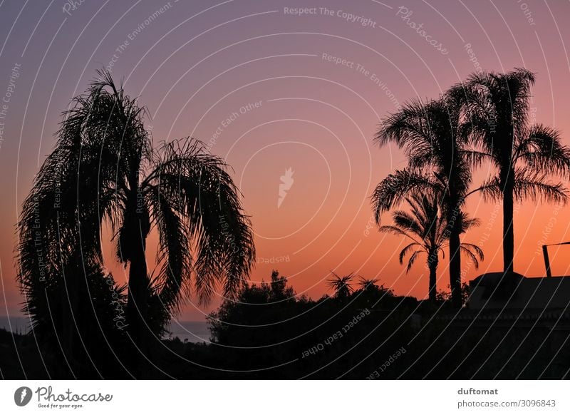 Kitsch as kitsch can Luxury Vacation & Travel Tourism Far-off places Nature Landscape Sunrise Sunset Summer Climate Beautiful weather Exotic Palm tree