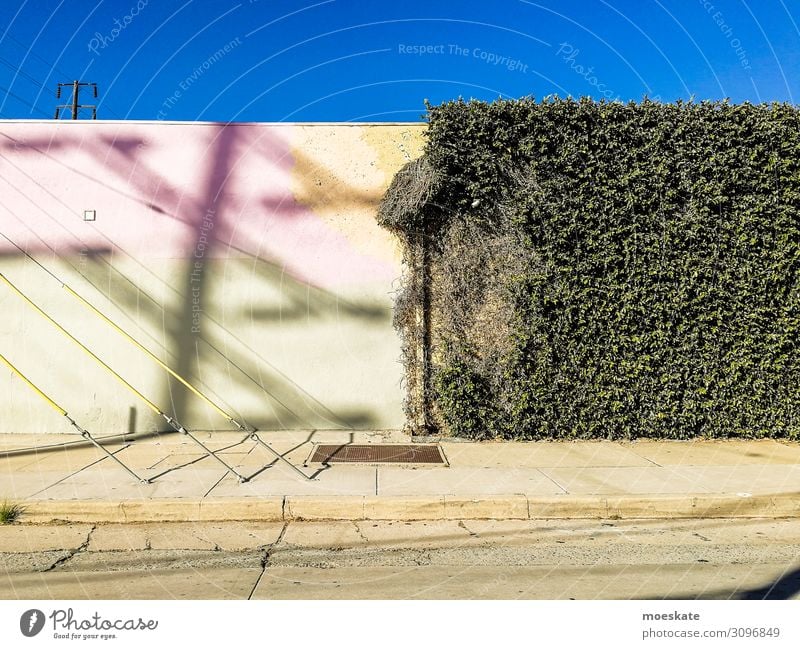 colorful wall Town Blue Gray Green Los Angeles Wall (building) Contrast California Ivy USA Colour photo Multicoloured Light Shadow Central perspective