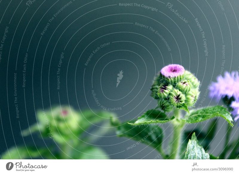 PURPLE FLOWER Autumn Foliage plant Growth Fresh Round Thorny Green Violet Power Life Uniqueness Far-off places Thistle Colour photo Interior shot Copy Space top