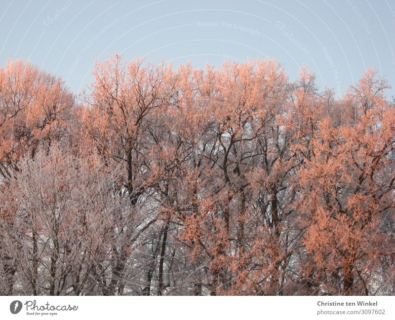 Tireless bare trees in the morning sun in front of a blue sky Environment Nature Sky Cloudless sky Sunrise Sunset Sunlight Winter Ice Frost Tree Forest