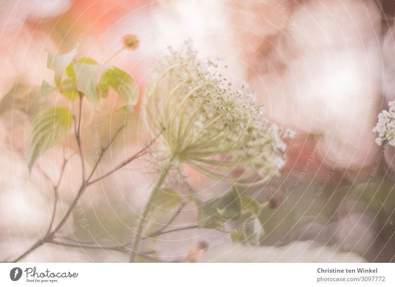 Wild carrot blossom against a pink background Environment Nature Plant Summer Flower Leaf Blossom Wild plant Dogwood Apiaceae Stalk Exceptional Elegant