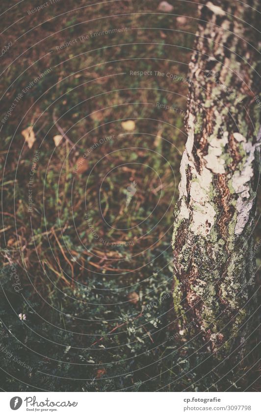 Nordic Summer Nature Plant Autumn Tree Grass Birch tree Natural Brown White Colour photo Subdued colour Exterior shot Deserted Day Shallow depth of field