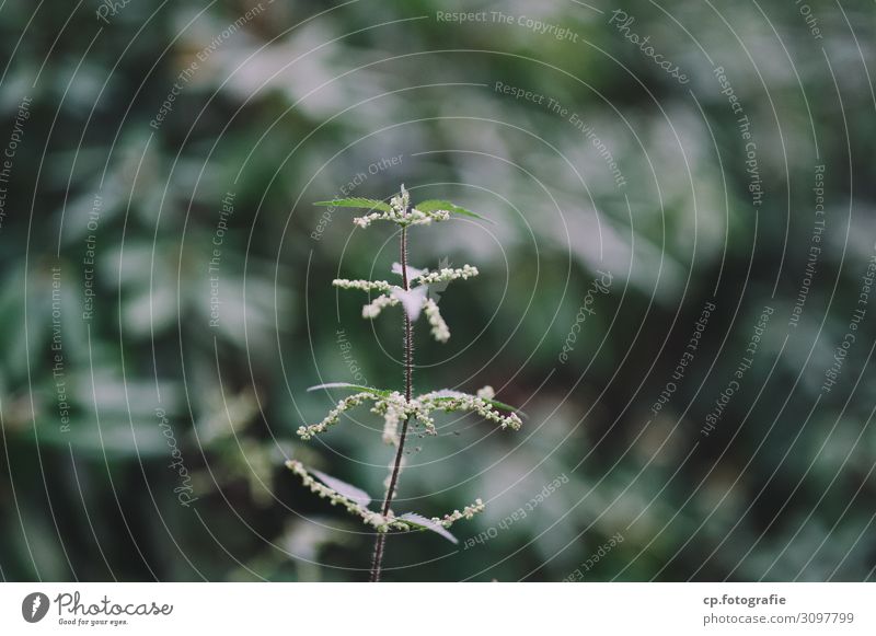 nettles Nature Plant Summer Stinging nettle Natural Loneliness Colour photo Subdued colour Deserted Day Shallow depth of field