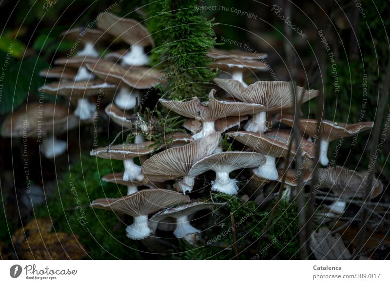 Settlement, mushrooms grow on a tree stump Nature Autumn Plant Moss Mushroom Forest Blossoming Growth Fresh Together Soft Brown Gray Green White Attentive