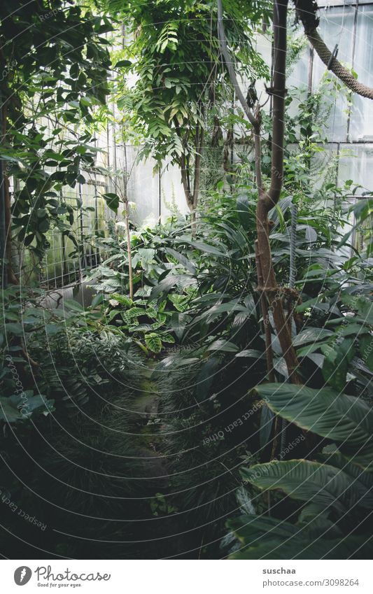 jungle (2) Greenhouse Botany Exotic Botanical gardens Garden Interior shot Virgin forest Palm tree Tree Fern Plant Leaf Nature Wellness green oasis