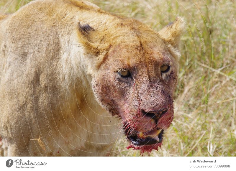 lion breakfast Vacation & Travel Safari Summer Environment Nature Animal Beautiful weather Wild animal Lioness 1 Eating To feed Feeding Aggression Steppe Blood