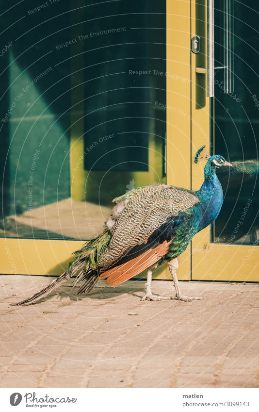 I want to get in here. Deserted Wall (barrier) Wall (building) Animal Pet Bird 1 Wait Peacock Door Colour photo Subdued colour Exterior shot Copy Space left