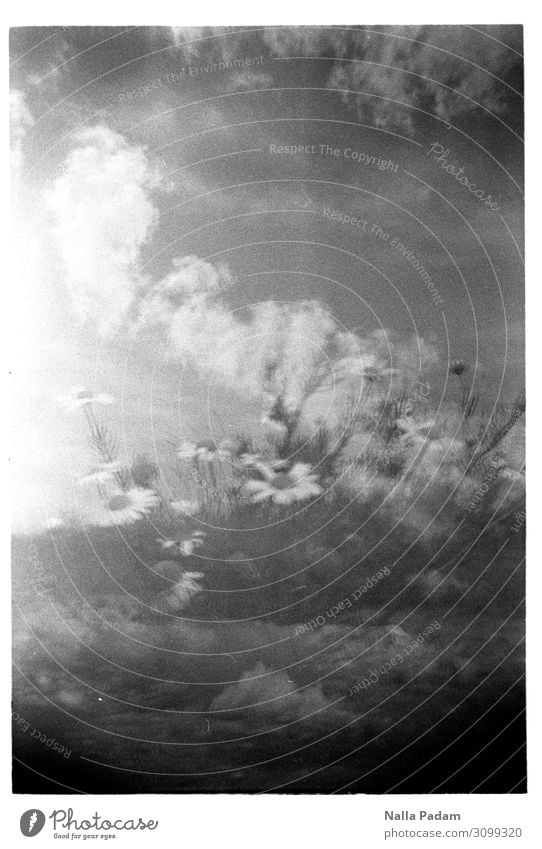 Daisies in the sky Nature Landscape Plant Sky Clouds Summer Blossom Wild plant somewhere in Brandenburg Germany Europe Attentive Idyll Double exposure