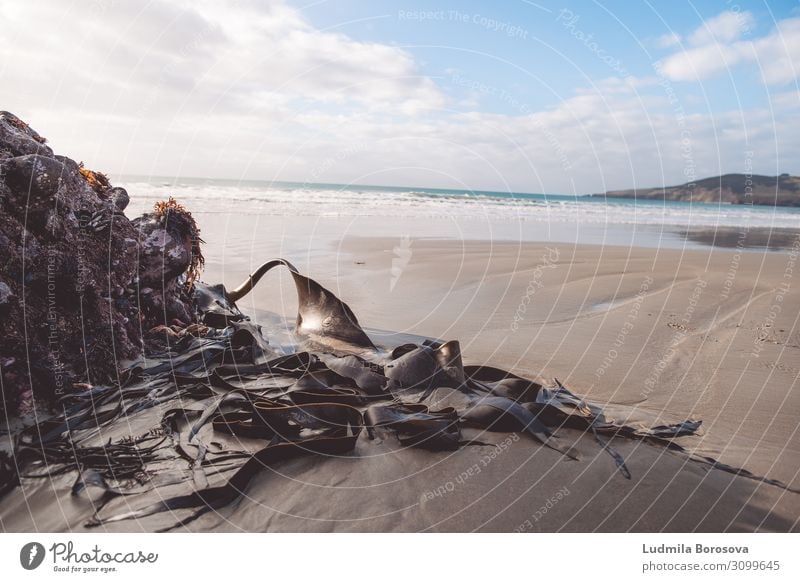 Alone in the wilderness Vacation & Travel Tourism Adventure Freedom Summer Summer vacation Beach Landscape Sand Warmth Plant Wild plant Coast Ocean New Zealand